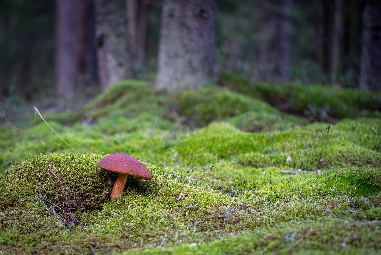 深夜にジャンクを食べた翌朝の対策は？
