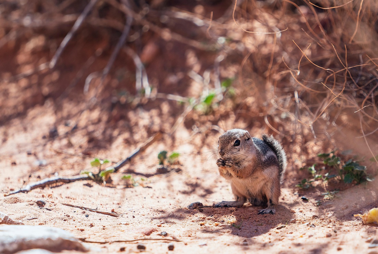 咀嚼回数を増やすことで効果的なジャンクダイエットの方法は？
